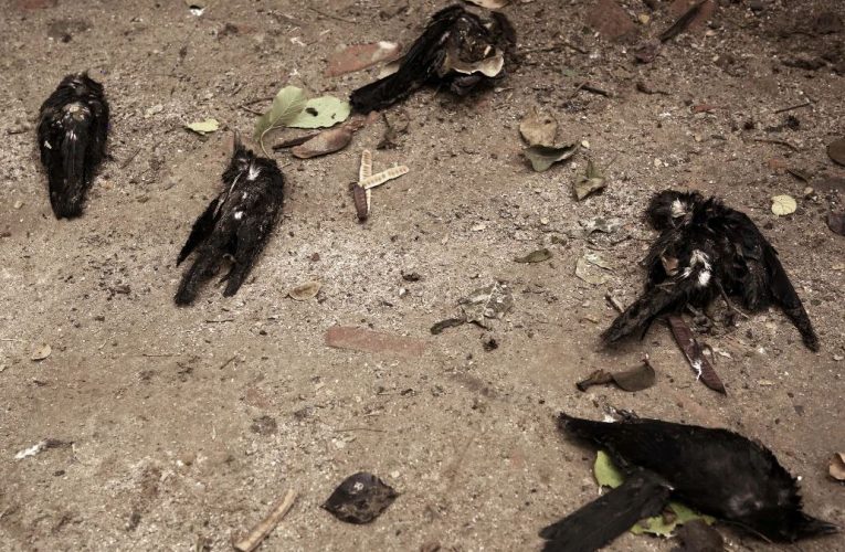 चेन्नई में बर्ड फ्लू का खतरा: सैकड़ों कौवों की रहस्यमयी मौत, लैब रिपोर्ट में H5N1 वायरस की पुष्टि; स्वास्थ्य विभाग का हाई अलर्ट