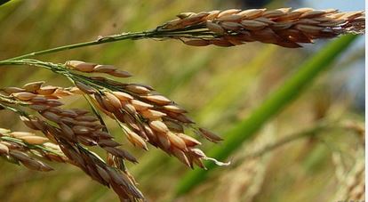 आढ़तियों का कमीशन बढ़ा