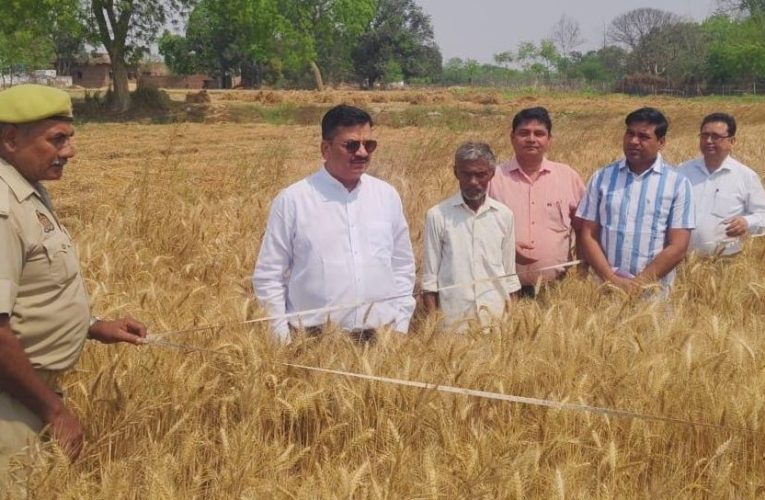 जौनपुर: DM ने किया क्रॉप कटिंग का निरीक्षण, उपज का लिया जायजा