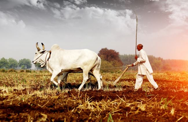 UP Wheat Procurement