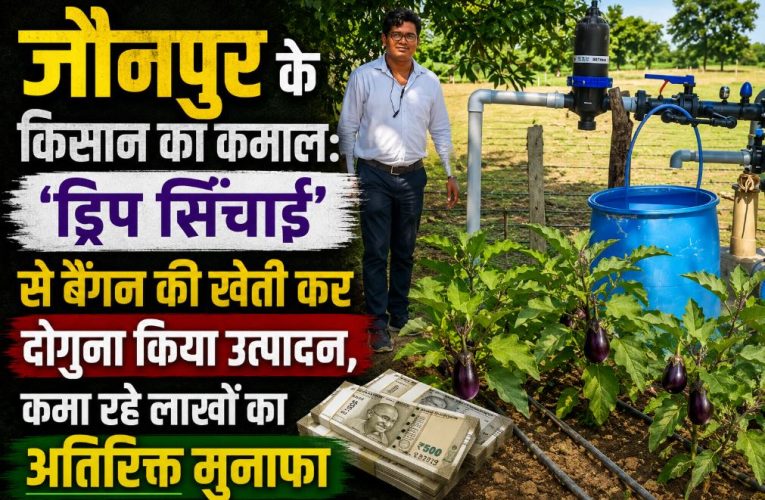 जौनपुर : किसान ने ड्रिप सिंचाई से दोगुना किया बैंगन का उत्पादन