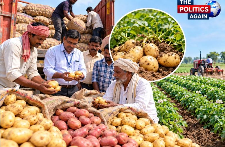 Advanced varieties of potato seeds provided to farmers by the Horticulture Department.